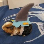 Аватар канала 🇰🇭 Momazos hamster 🇰🇭