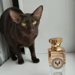Аватар канала Про котов и парфюм