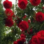 Аватар канала همساتٌ من القلب 🌸 🌸