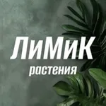 Аватар канала ЛиМиК растения LiMiKplant Клоны алоказий, монстер и многое другое Клоны закупка