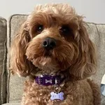 Аватар канала Good Pupper Fan Club 🐾 🌻