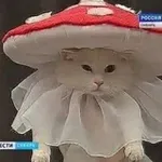 Аватар канала °ೃ❀Львиный домೃ๑•