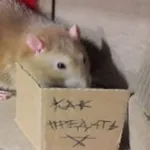 Аватар канала Крысичный upграунд
