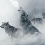 Аватар канала Ruf des Weißen Wolfes