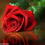 Аватар канала صور وكلمات معبرة 🌹 🦋