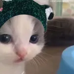 Аватар канала Хорни жабки