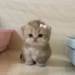 Аватар канала 💖 ⋆｡°₊Пряничка☽˚⁺‧͙⁺ 💖