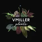 Аватар канала VMILLER plants 🌱