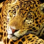 Аватар канала Tambako Photography 🐆 📷