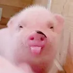 Аватар канала женьшеня ..⁠｡⁠*⁠♡