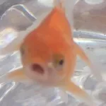 Аватар канала something's fishy 🧜🏽‍♀️