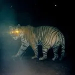 Аватар канала фотоловушка для зверушек