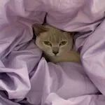 Аватар канала доступное вишенкам