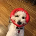 Аватар канала Doggo Digs