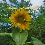 Аватар канала ❤️‍🔥 نـبـ♡ـض ❣ أقـ ✍ ـتباسات 💜