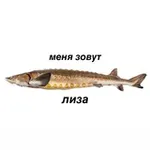 Аватар канала осетрина с душком