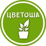 Аватар канала ЦВЕТОША ☘️