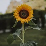 Аватар канала Wild Flower Life - Natural health/home birth