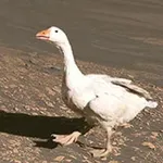 Аватар канала Центральное Болото