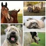 Аватар канала TIERE SUCHEN EIN ZUHAUSE UM TIERWÜRDIG ZU LEBEN ❤️ BITTE UNTERSTÜTZT KEINE TIERZÜCHTER DAFÜR ALLE TIERHEIME
