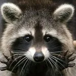 Аватар канала Procyon/raccoon/енот