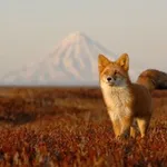 Аватар канала Природа России