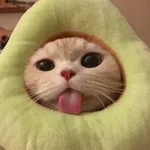 Аватар канала платье для кота