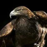 Аватар канала مشاهير شعراء فنانين مبدعين مطربين اليمن السعودية مصر الامارات السودان الكويت الاردن الجزائر تونس