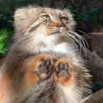 Аватар канала Котовий Кусь