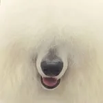 Аватар канала 🐾 🐩 Poodle GF posting 🐩 🐾