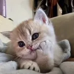 Аватар канала блог котят