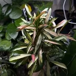 Аватар канала GiGi plants 🪴