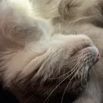 Аватар канала Лоточек 🐾 Litter box 𓋹