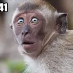 Аватар канала МОНКАЧ 🐒 🦍 🦧 🌴
