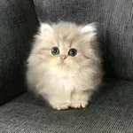 Аватар канала Гнездо Птенца