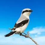 Аватар канала Шрайк Ньюс