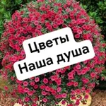 Аватар канала Цветы - наша душа