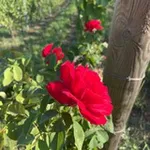 Аватар канала Усадьба Зейбель