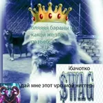 Аватар канала 🐏 👑 Б.А.Р.А.Н.Ы VPN 👑