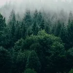 Аватар канала Лесной эталон: ESG, устойчивое развитие, экомаркировка