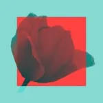 Аватар канала тюльпаны сегодня красные 🌺