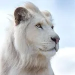 Аватар канала Wildlife 🐅