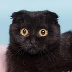 Аватар канала СВОИ 🐈‍⬛