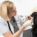 Аватар канала vet Anna Maltseva