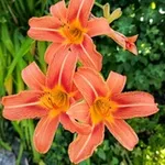 Аватар канала Natur - Gemüse - Kräuter