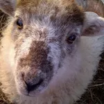 Аватар канала sheep (ram) daily 🐑 🐏