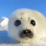 Аватар канала 🦭 ༄Подводный мир кф!!