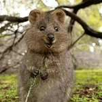 Аватар канала extreme animals
