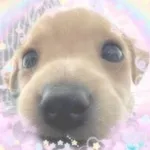 Аватар канала sugar dogs confession![ 🧁 🐶 ]
