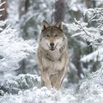 Аватар канала Фотограф природы Михаил Ездаков